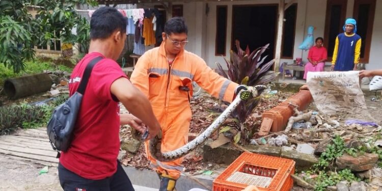 Sepanjang 2025, Damkar Rembang Amankan Seratusan Ular