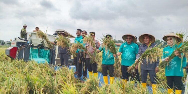 Plt Bupati Pati Risma Ardhi Chandra panen raya di Gabus