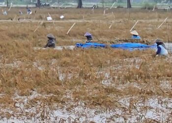 Banjir Pati: 14 Ribu Hektare Sawah Puso, Kerugian Ditaksir Rp301 Miliar