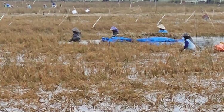 Banjir Pati: 14 Ribu Hektare Sawah Puso, Kerugian Ditaksir Rp301 Miliar