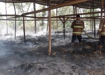 Kandang Ayam di Ternadi Kudus Terbakar, 14 Ribu Ayam Hangus