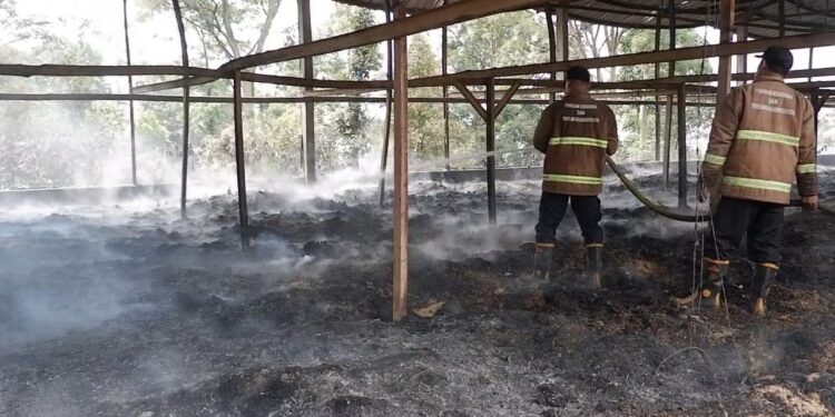 Kandang Ayam di Ternadi Kudus Terbakar, 14 Ribu Ayam Hangus