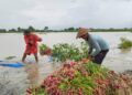 Banjir Pati: Kerugian Petani Bawang Merah Ditaksir Tembus Rp5,4 Miliar
