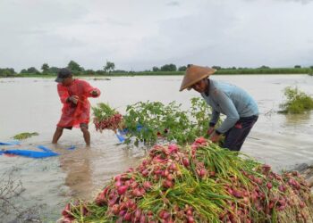 Banjir Pati: Kerugian Petani Bawang Merah Ditaksir Tembus Rp5,4 Miliar