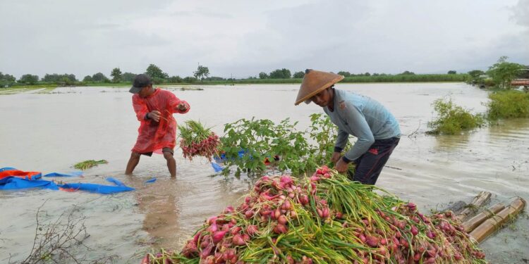 Banjir Pati: Kerugian Petani Bawang Merah Ditaksir Tembus Rp5,4 Miliar