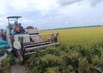 Tembus 9,4 Ton per Hektare, Varietas Inpari 43 Jadi Primadona Baru Petani Pati