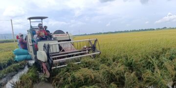 Tembus 9,4 Ton per Hektare, Varietas Inpari 43 Jadi Primadona Baru Petani Pati