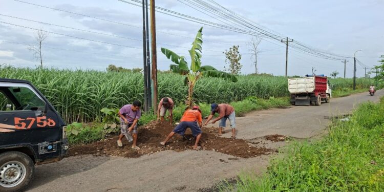 Jengkel Tak Diperbaiki, Warga Wonorejo Pati Tanam Pisang di Jalan Rusak