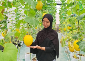 Asyiknya Ngabuburit Petik Melon di Pekalongan Pati, Harganya Rp30 Ribu Sekilo
