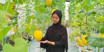 Asyiknya Ngabuburit Petik Melon di Pekalongan Pati, Harganya Rp30 Ribu Sekilo