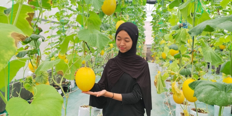 Asyiknya Ngabuburit Petik Melon di Pekalongan Pati, Harganya Rp30 Ribu Sekilo
