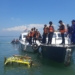 Meriah! Sedekah Laut di Juwana Pati Tak Lagi Larung Kepala Kambing, Diganti Kerbau