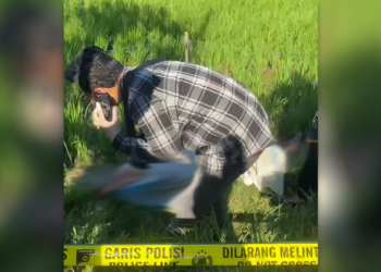 Pria Tanpa Identitas Ditemukan Tewas di Sawah Tawangharjo Pati, Diduga Tersetrum Jebakan Tikus
