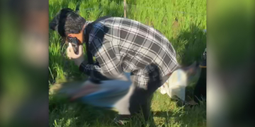 Pria Tanpa Identitas Ditemukan Tewas di Sawah Tawangharjo Pati, Diduga Tersetrum Jebakan Tikus