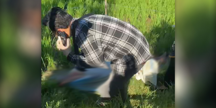 Pria Tanpa Identitas Ditemukan Tewas di Sawah Tawangharjo Pati, Diduga Tersetrum Jebakan Tikus