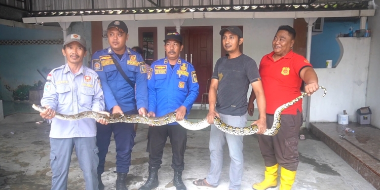Geger! Plafon Rumah Warga Kudus Tiba-tiba Ambrol, Ternyata Isinya Ular Piton 3,5 Meter