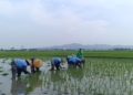 Waspada Kemarau Panjang, Petani Pati Pilih Tanam Benih yang Panen Lebih Cepat