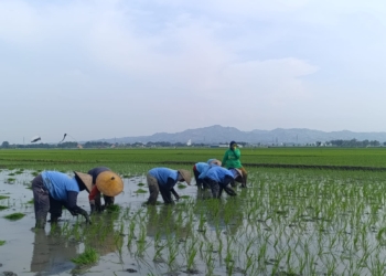 Waspada Kemarau Panjang, Petani Pati Pilih Tanam Benih yang Panen Lebih Cepat