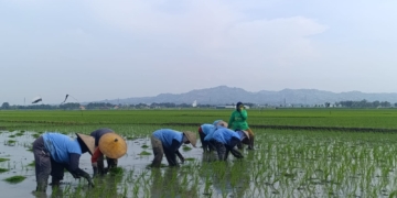 Waspada Kemarau Panjang, Petani Pati Pilih Tanam Benih yang Panen Lebih Cepat