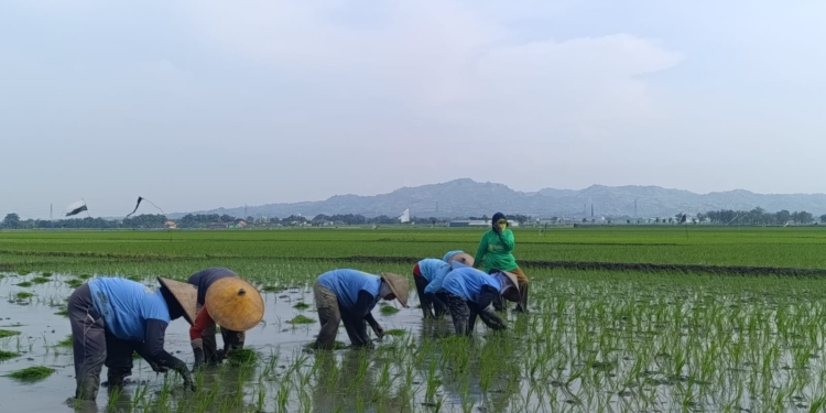 Waspada Kemarau Panjang, Petani Pati Pilih Tanam Benih yang Panen Lebih Cepat