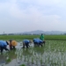 Waspada Kemarau Panjang, Petani Pati Pilih Tanam Benih yang Panen Lebih Cepat