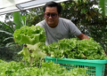 Kisah Keuletan Agus, Petani Hidroponik di Lau Kudus yang Kewalahan Layani Permintaan Selada