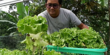 Kisah Keuletan Agus, Petani Hidroponik di Lau Kudus yang Kewalahan Layani Permintaan Selada
