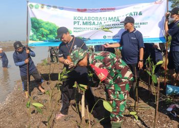 Cegah Abrasi, MAN 2 Pati Bersama PT Misaja Mitra Tanam 2.000 Mangrove di Pesisir Tayu