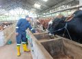 Banyak Dicari! Ini Dua Jenis Sapi yang Paling Diburu di Pati Jelang Iduladha