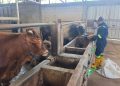 Populasi Ternak di Pati Anjlok 50 Persen, Bagaimana Stok Kurban Iduladha?