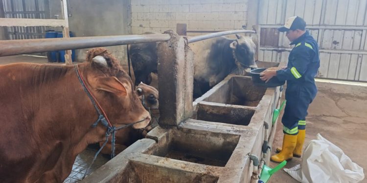 Populasi Ternak di Pati Anjlok 50 Persen, Bagaimana Stok Kurban Iduladha?