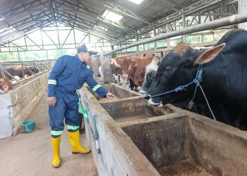 Banyak Dicari! Ini Dua Jenis Sapi yang Paling Diburu di Pati Jelang Iduladha