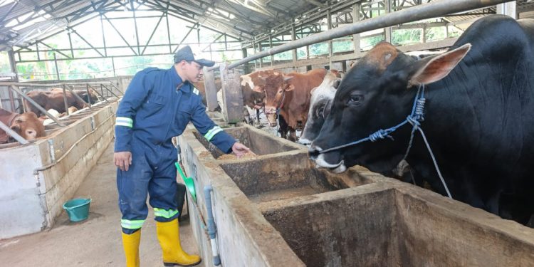 Banyak Dicari! Ini Dua Jenis Sapi yang Paling Diburu di Pati Jelang Iduladha