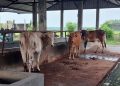 Harga Capai Rp45 Juta, Sapi Kurban Asal Winong Pati Jadi Primadona Warga Jabodetabek
