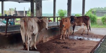 Harga Capai Rp45 Juta, Sapi Kurban Asal Winong Pati Jadi Primadona Warga Jabodetabek