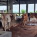 Harga Capai Rp45 Juta, Sapi Kurban Asal Winong Pati Jadi Primadona Warga Jabodetabek