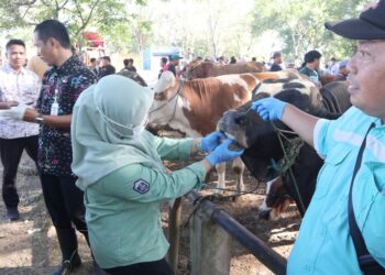 Wajib Tahu! Ini Tips dari Dispertan Pati Cara Pilih Hewan Kurban Sehat