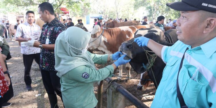 Wajib Tahu! Ini Tips dari Dispertan Pati Cara Pilih Hewan Kurban Sehat