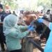 Wajib Tahu! Ini Tips dari Dispertan Pati Cara Pilih Hewan Kurban Sehat