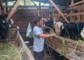 Jelang Iduladha, Peternak Kambing di Pedawang Kudus Mulai Diserbu Pembeli