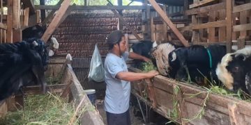 Jelang Iduladha, Peternak Kambing di Pedawang Kudus Mulai Diserbu Pembeli