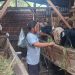 Jelang Iduladha, Peternak Kambing di Pedawang Kudus Mulai Diserbu Pembeli
