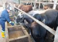 Mulai Naik! Segini Harga Sapi dan Kambing di Pati Jelang Iduladha