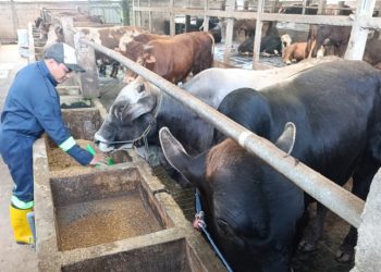 Mulai Naik! Segini Harga Sapi dan Kambing di Pati Jelang Iduladha