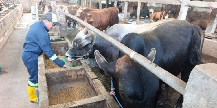 Mulai Naik! Segini Harga Sapi dan Kambing di Pati Jelang Iduladha