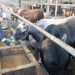 Mulai Naik! Segini Harga Sapi dan Kambing di Pati Jelang Iduladha