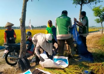 Hasil Panen di Pati Turun Akibat Cuaca, Terobati Harga Gabah Naik