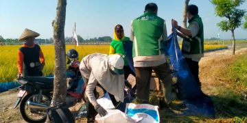 Hasil Panen di Pati Turun Akibat Cuaca, Terobati Harga Gabah Naik