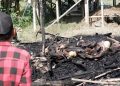 Kandang Kambing di Undaan Kudus Terbakar, 23 Ekor Ternak Mati