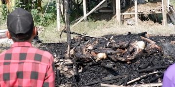 Kandang Kambing di Undaan Kudus Terbakar, 23 Ekor Ternak Mati